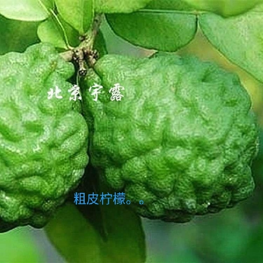灵山县 泰国粗皮柠檬皱皮柠檬苗丑柠檬果树苗嫁接苗煲汤材料盆栽柠檬树苗