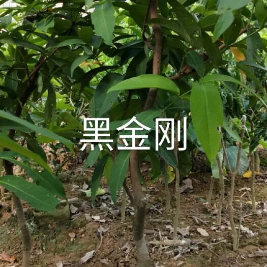 灵山县 莲雾苗黑金刚大叶红品种嫁接南方果树苗庭院地栽当年开花结果
