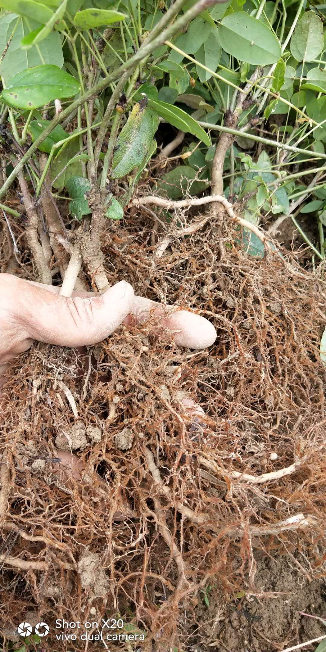  产地直供纯正皖南山区八月瓜苗