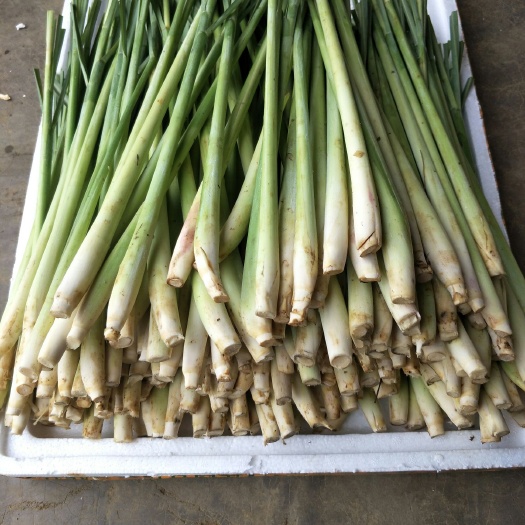 南宁新鲜香茅 香茅草 自家基地   质优价廉