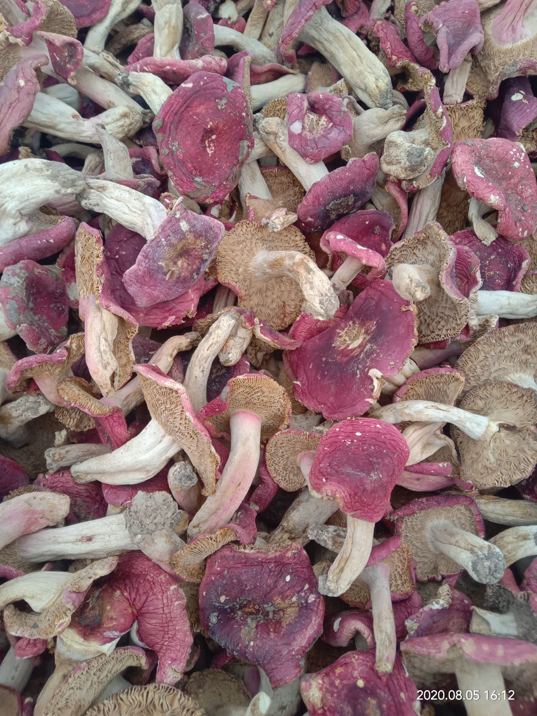 红菇 人工挑选，无虫咬，无发霉。一律鲜货。