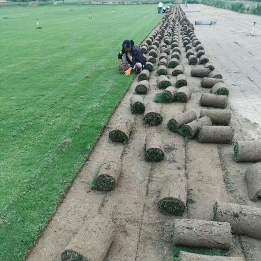 青岛 冷季性草坪