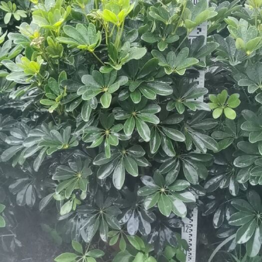 肇庆普通鸭脚木