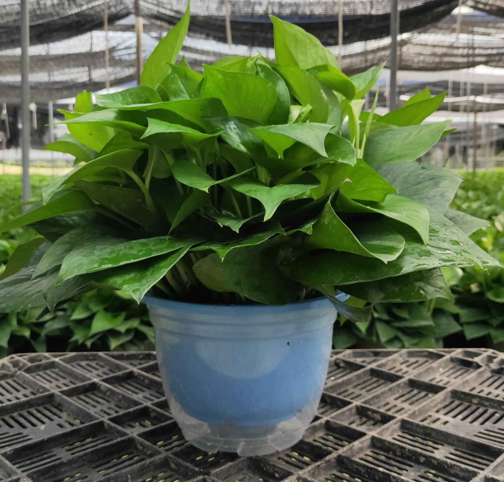  120/180/360共有3个型号绿萝，盆子颜色款式很多。