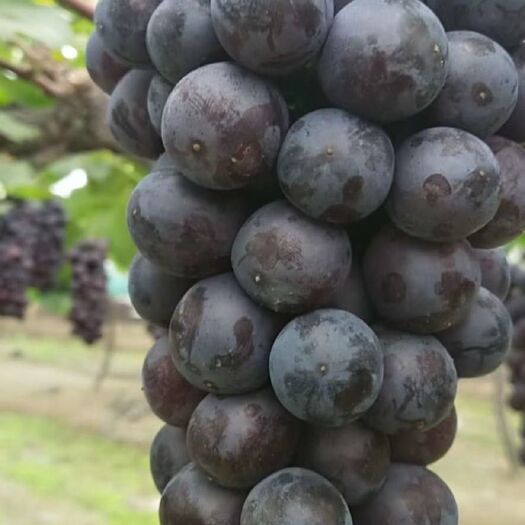 常州夏黑葡萄 无籽好果，供应量充足，每天可供应六千斤及以上，欢迎