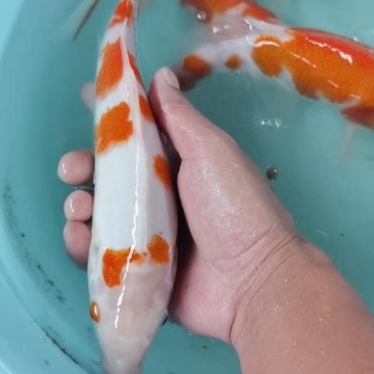 宿迁大正锦鲤 出售各种观赏鱼