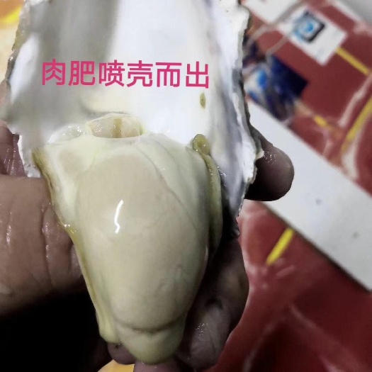 乳山市山东乳山牡蛎 万里海产，万里蚝业