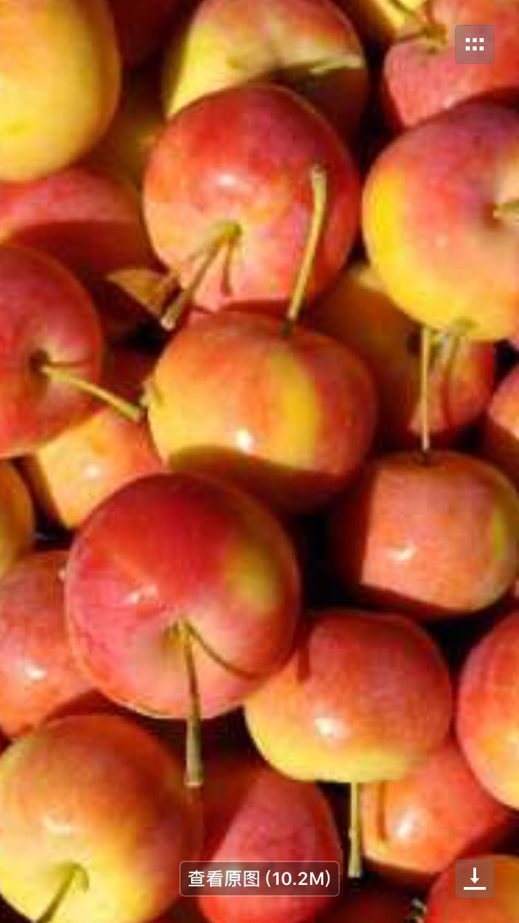  辽宁省123苹果上市了年产百万吨货源充竹耐运输口感好甜脆颜