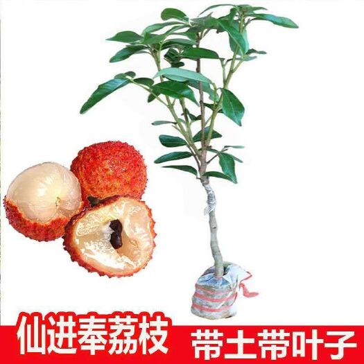 灵山县 正宗增城仙进奉荔枝树苗 挂绿荔枝树苗 观音绿荔枝苗荔枝树苗盆