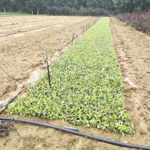 沂南县彩叶卫矛