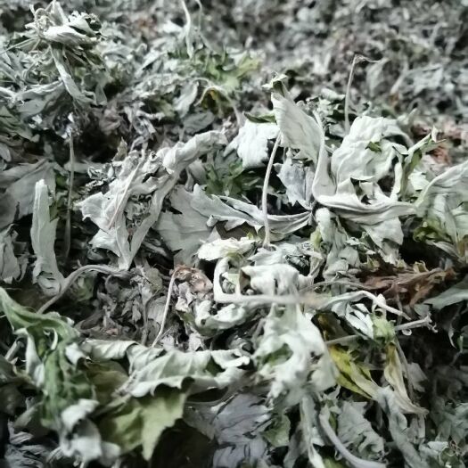 随县 艾叶纯叶