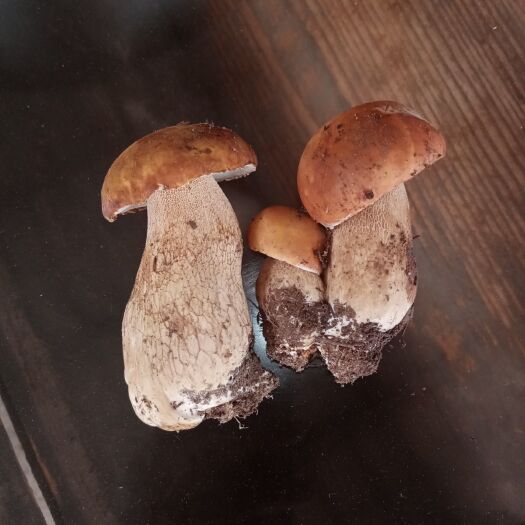 兰坪县牛肝菌 鲜牛肝菌