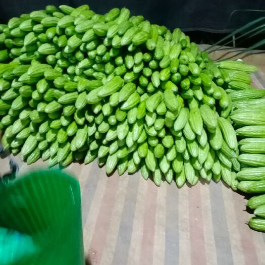 扶绥县 大量的皮油绿色的苦瓜供应