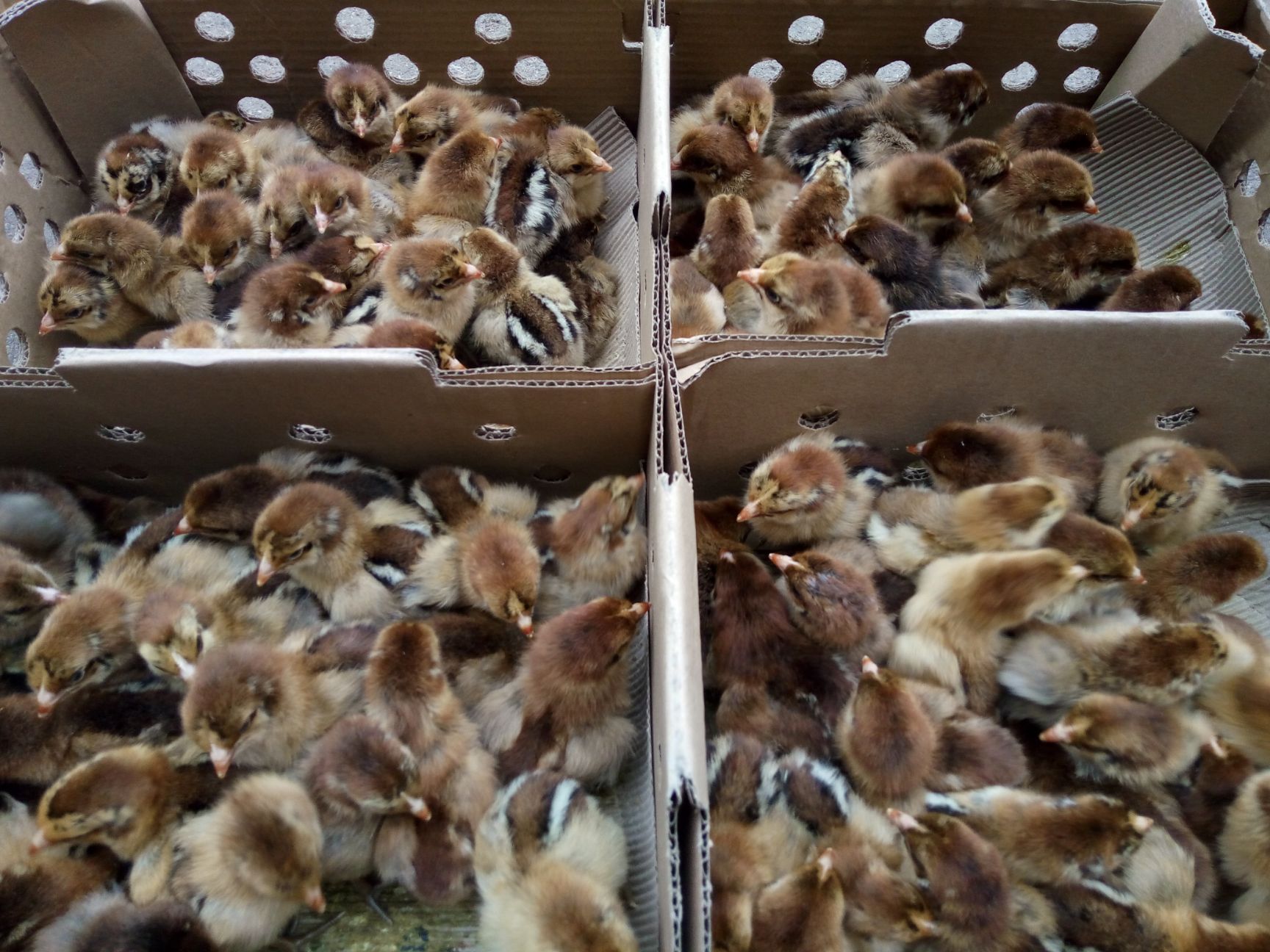  青脚麻鸡苗厂家批发  包邮  提供技术指导