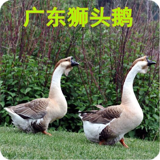 南宁 广东汕头狮头鹅苗批发包邮 质量保证 提供技术指导