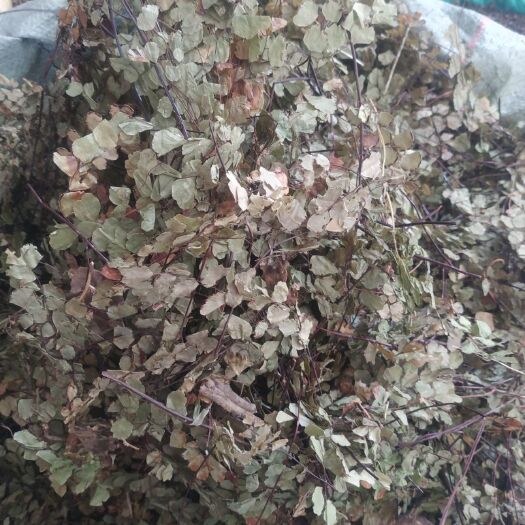 玉林铁线草～猪鬃草