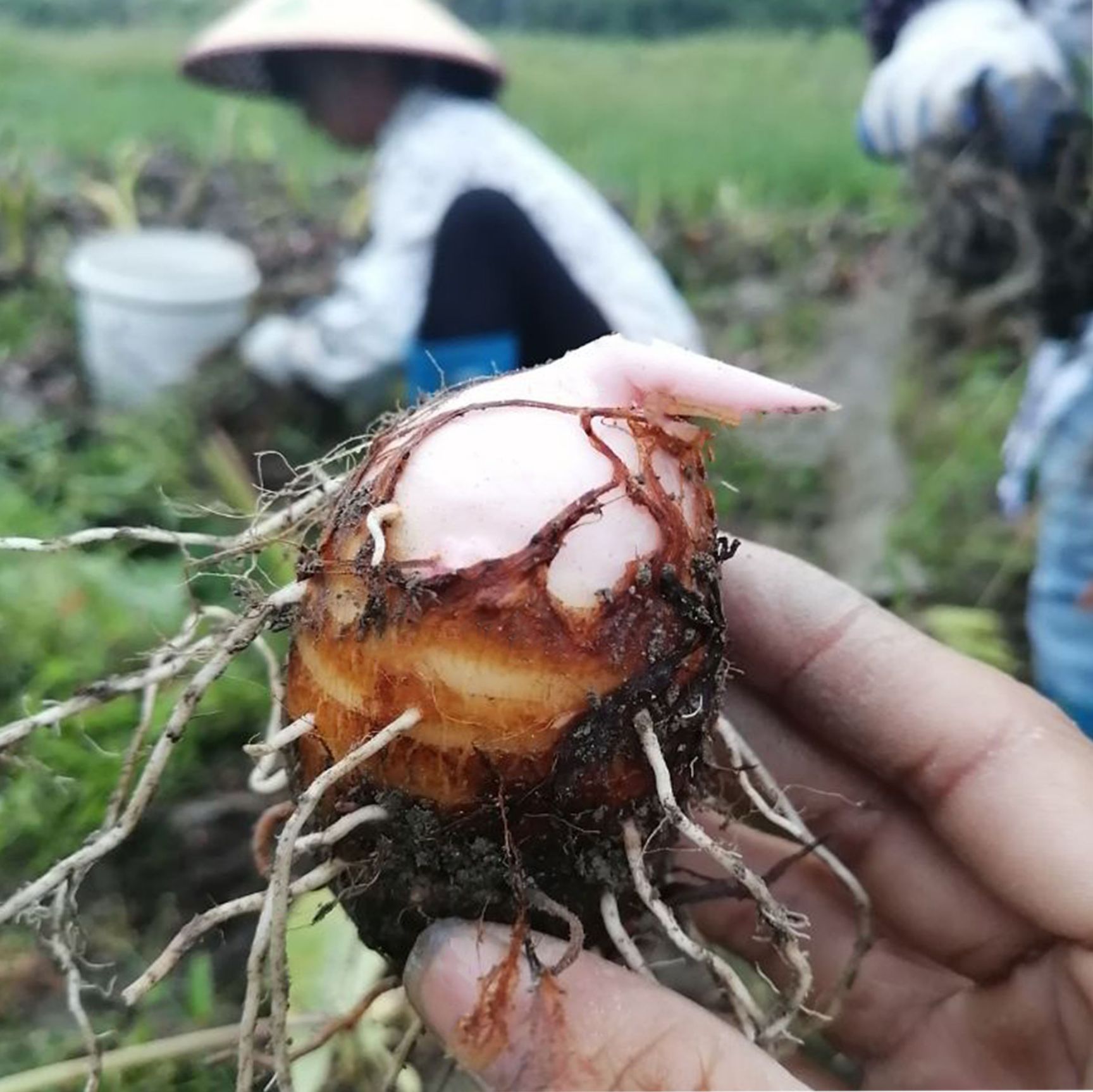  江西铅山红芽芋高品质芋艿芋仔粉糯芋头