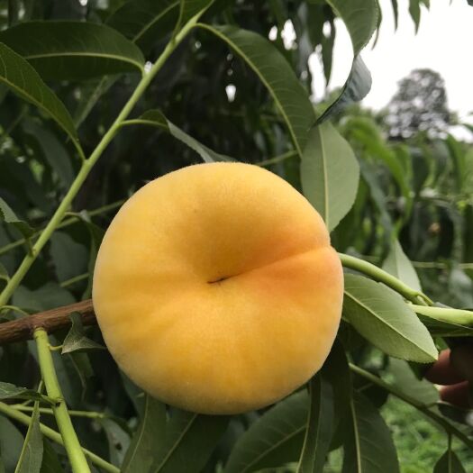 泰安 早熟中蟠桃7号桃树苗价格