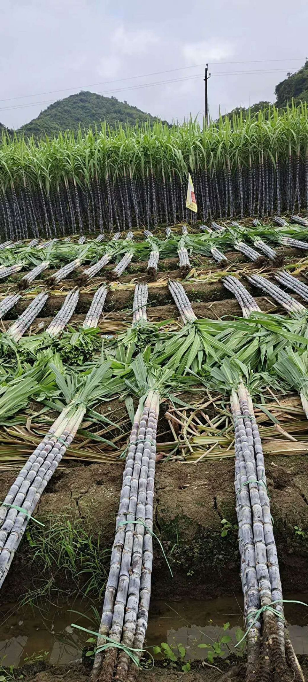 黑皮甘蔗  黑皮果蔗准备开挖，广西靓蔗基地有需要的老板联系