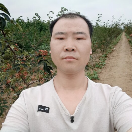 闻喜县 自家种的花椒树，狮子头您懂的，大量求采购