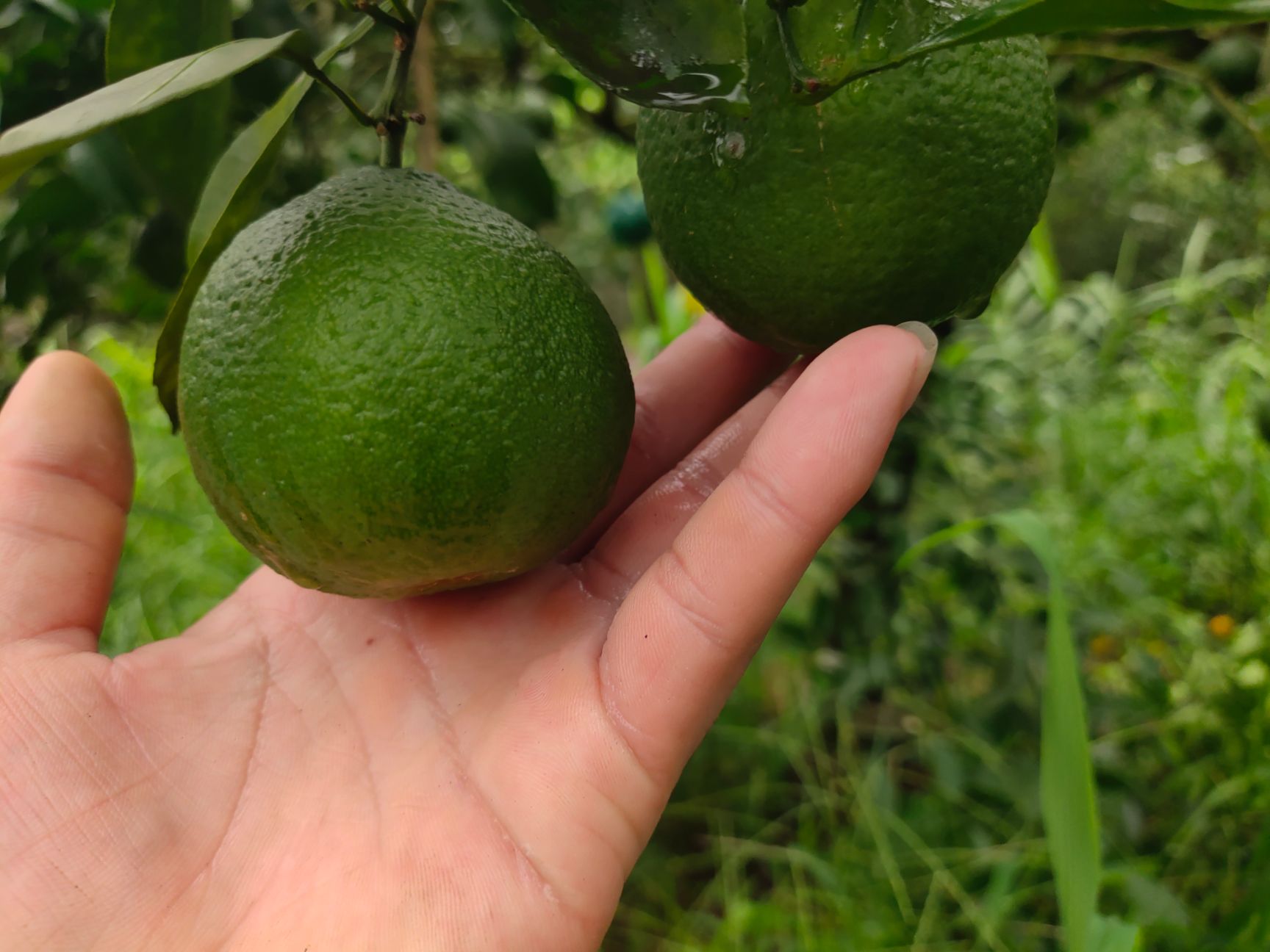 耙耙柑    农村绿色食品   无农药剂