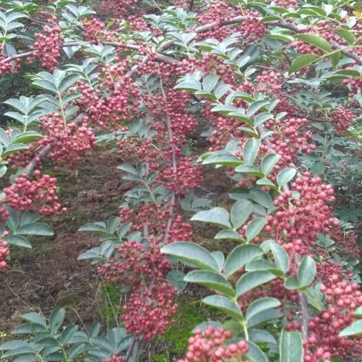 汉源县汉源花椒 汉源贡椒