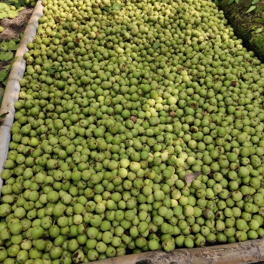 盐边县 大量优质核桃，基地直供
