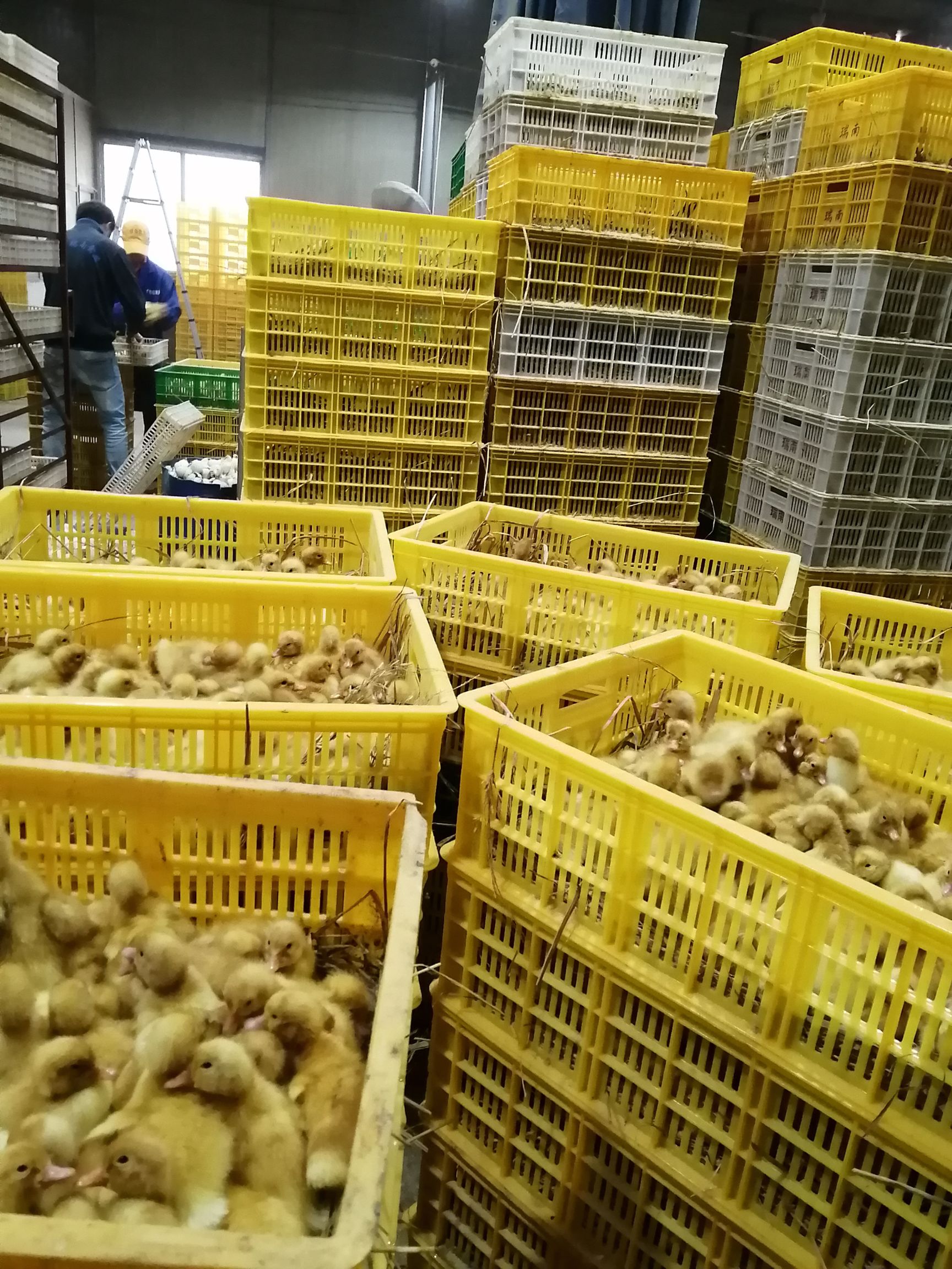  广西樱桃谷鸭苗批发包邮 白鸭桂柳鸭苗价格养殖提供技术指导