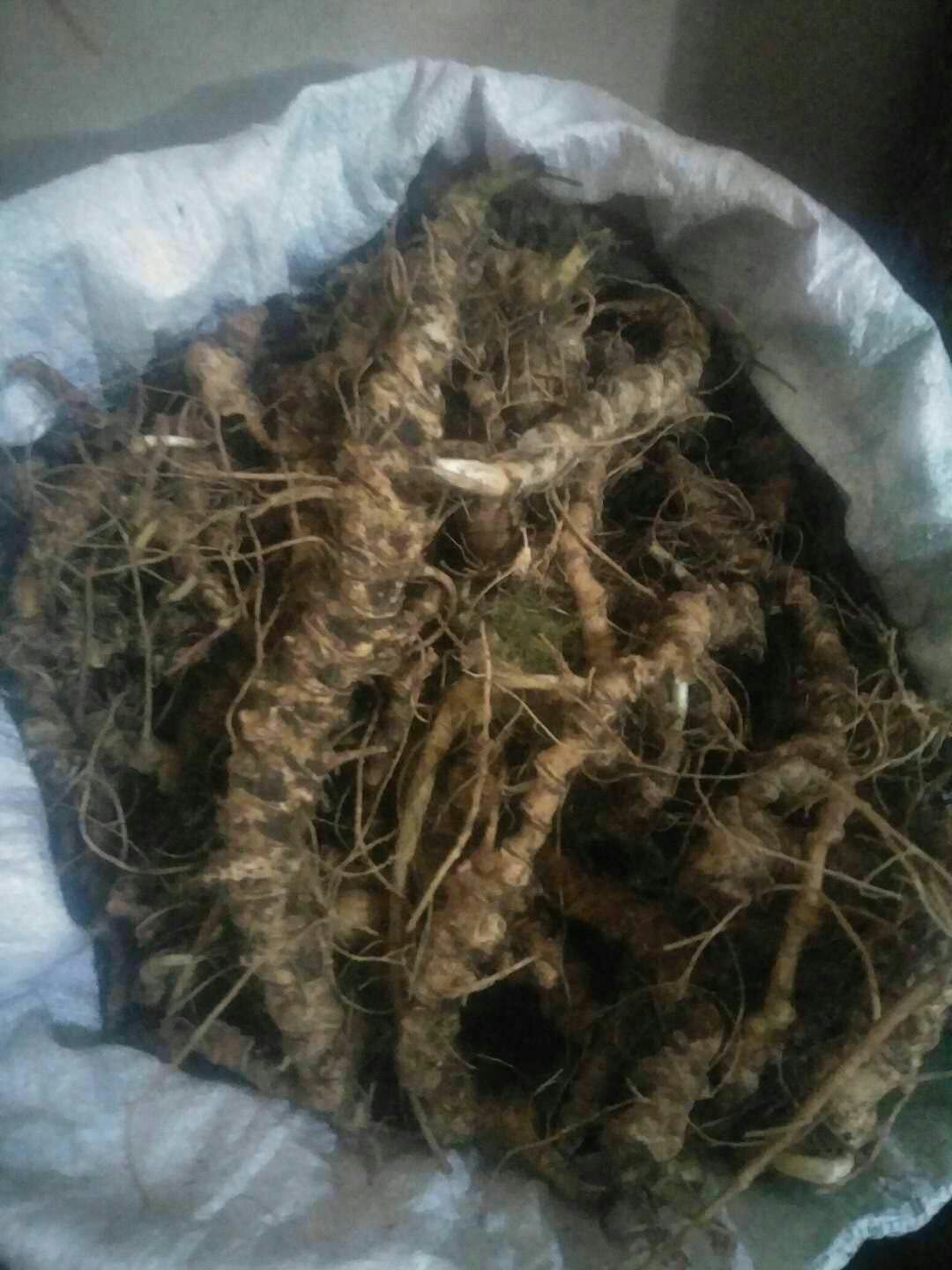 竹节七  竹节参