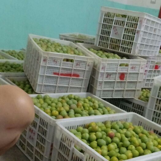 绥江县半边红李子 实物图 不存在的