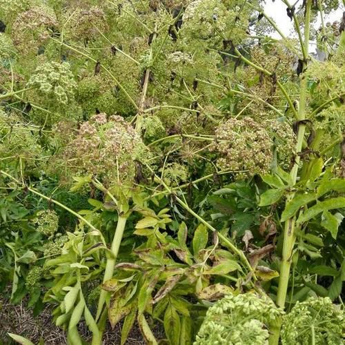 安国市白芷种子  白芷