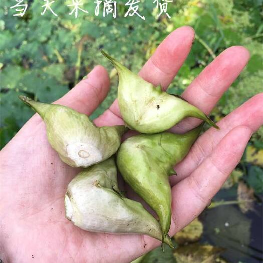 兴化市菱角 物美价廉，诚招采购商长期供应