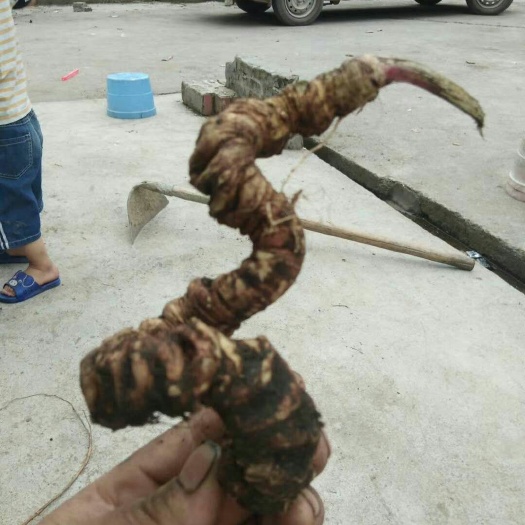 竹节七  竹节参