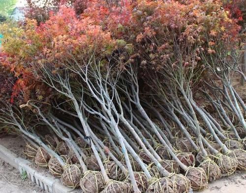  日本红枫中国红枫美国红枫大量供应