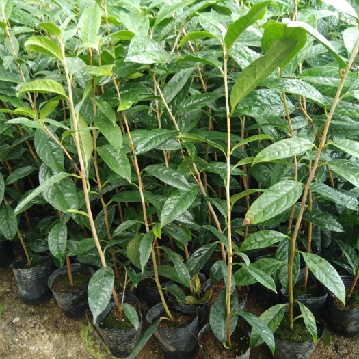 南宁金花茶苗 金花茶   金黄爽口泡茶金花茶