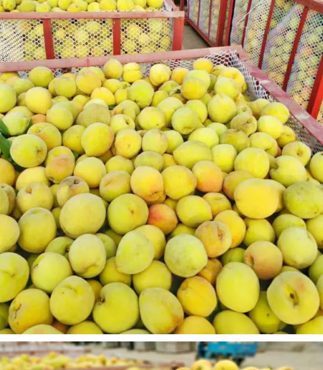 金皇后黄桃  量大优惠