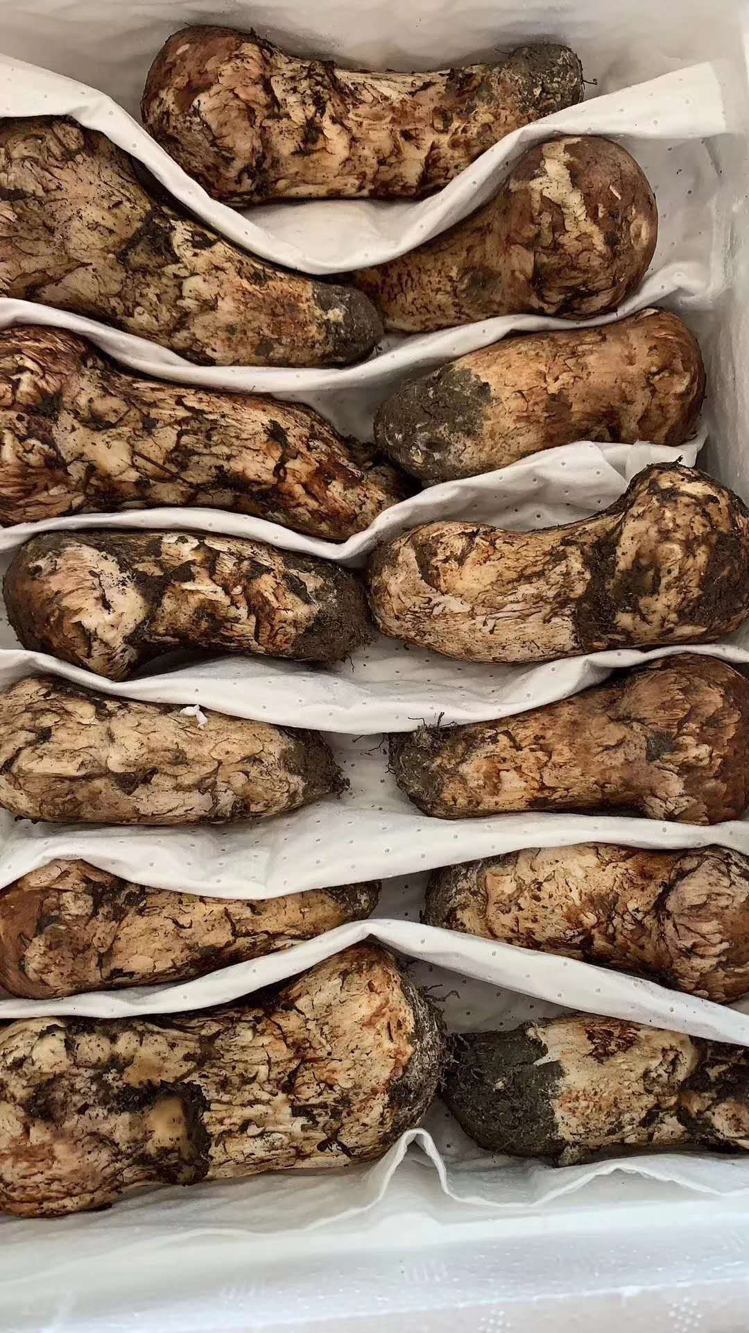  香格里拉松茸，产地直发