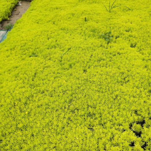 青州市佛甲草 黄，绿
