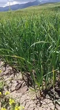 湟源县硬蒜苗 高原夏菜，个人一手货源