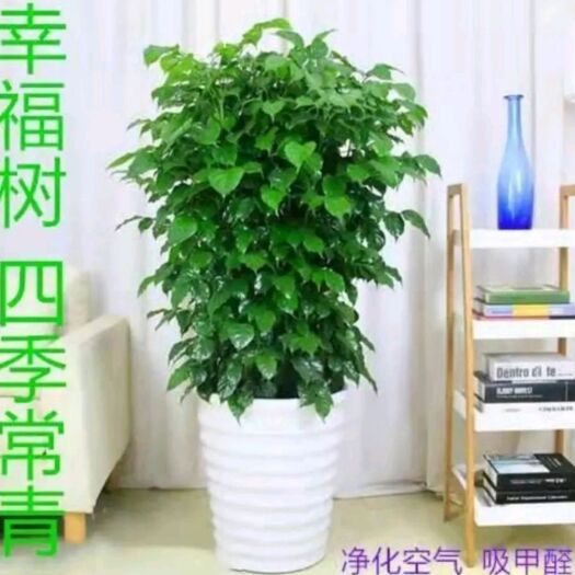 平邑县幸福树盆栽  幸福树苗绿宝树苗办公室室内绿植盆栽常绿幸福之树