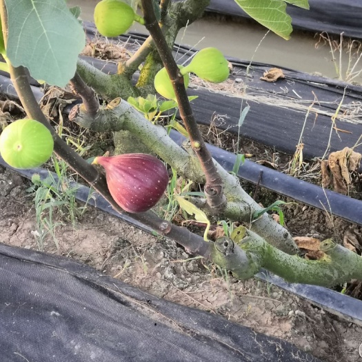 广州 新鲜无花果现摘