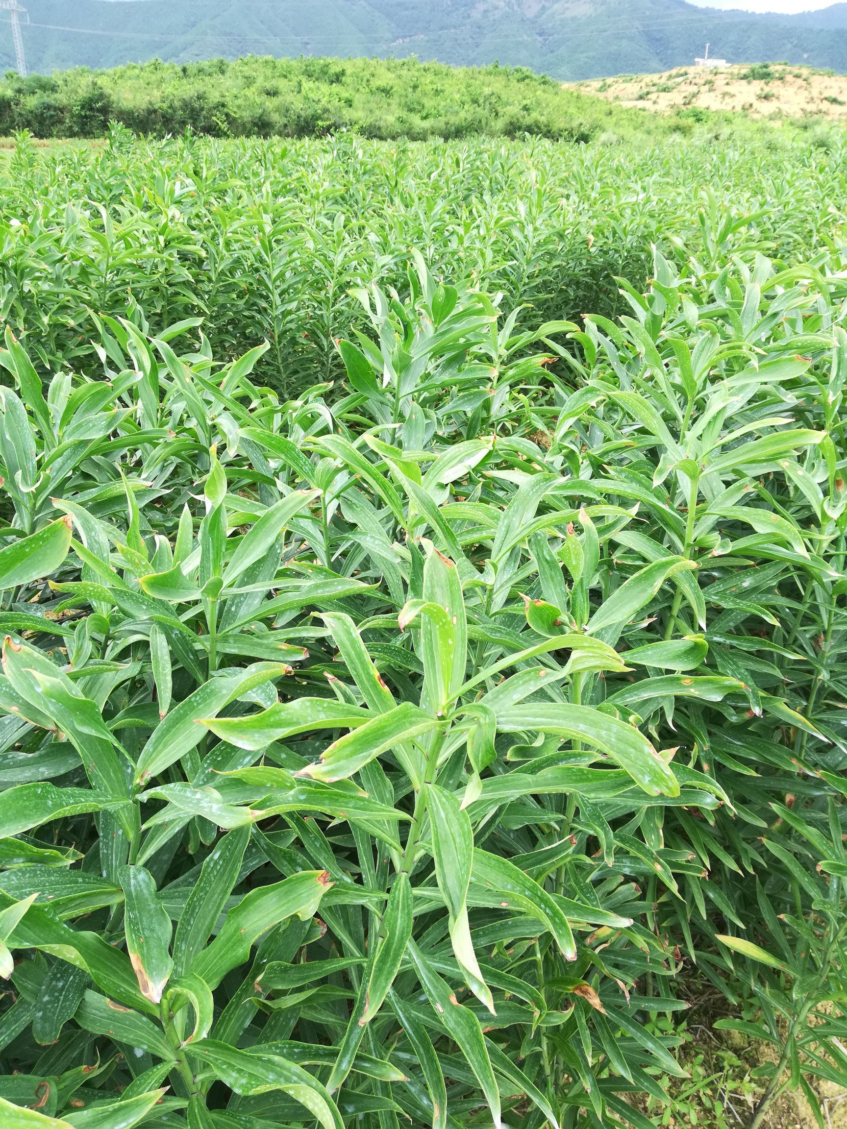 大量供应新鲜龙牙百合一代二代种球基地产地直销价格实惠