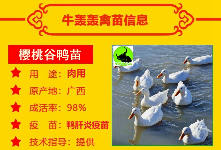  广西樱桃谷鸭苗批发包邮 白鸭桂柳鸭苗价格养殖提供技术指导
