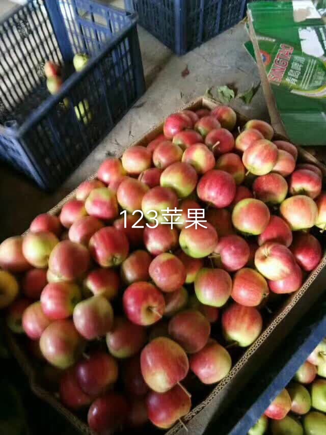 东丰县 辽宁省123苹果上市了年产百万吨货源充竹耐运输口感好甜脆颜