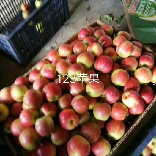  辽宁省123苹果上市了年产百万吨货源充竹耐运输口感好甜脆颜