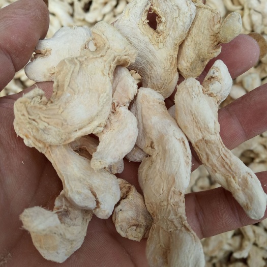 玉林小黄姜，干姜，新鲜干净饱满