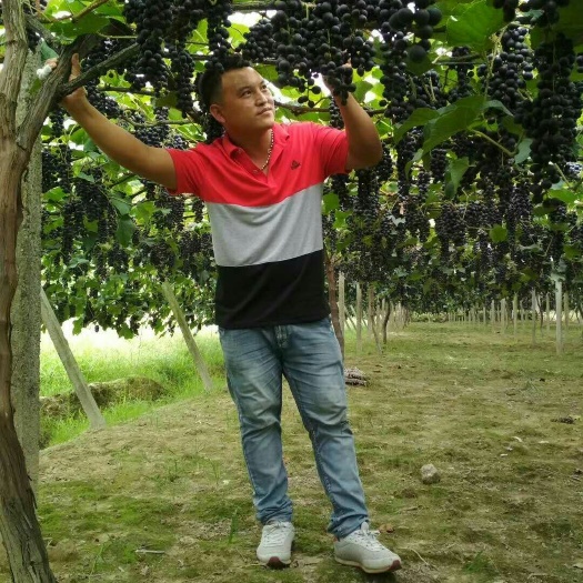 全州县 野葡萄