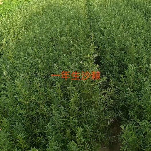 建平县一年播种沙棘苗