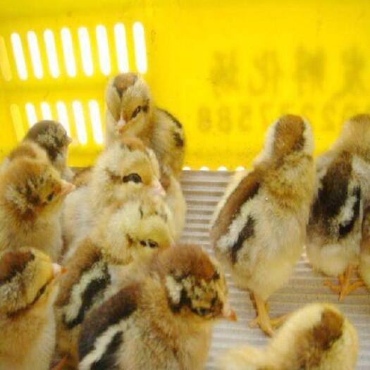 昆明 黑瑶鸡苗孵化场直销