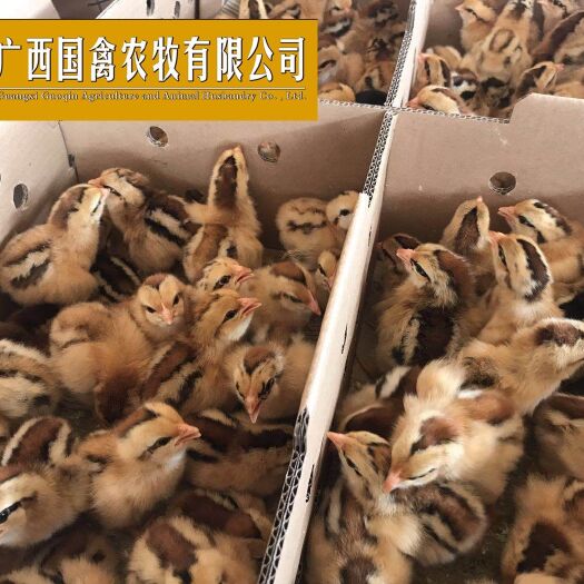 南宁 灵山土鸡苗 长期大批量供应 包打疫苗 品质保证